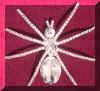 spider.jpg (11952 bytes)